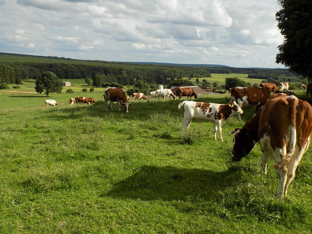 Kuhherde mit Blick ins Tag