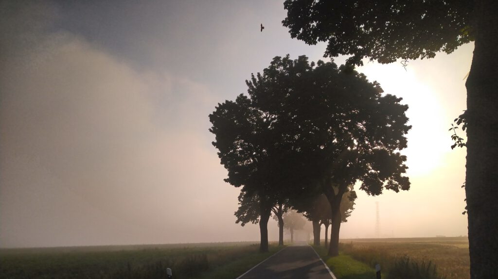 Bäume im Morgennebel